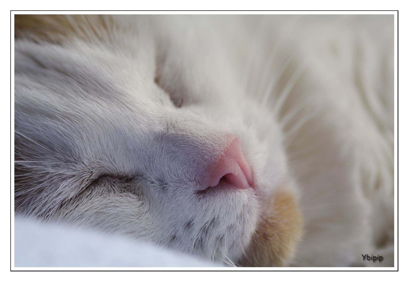 sieste