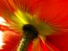 sous un coquelicot